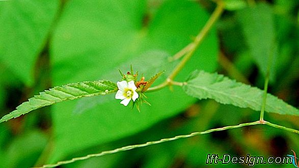 Bạn có biết Bolon?