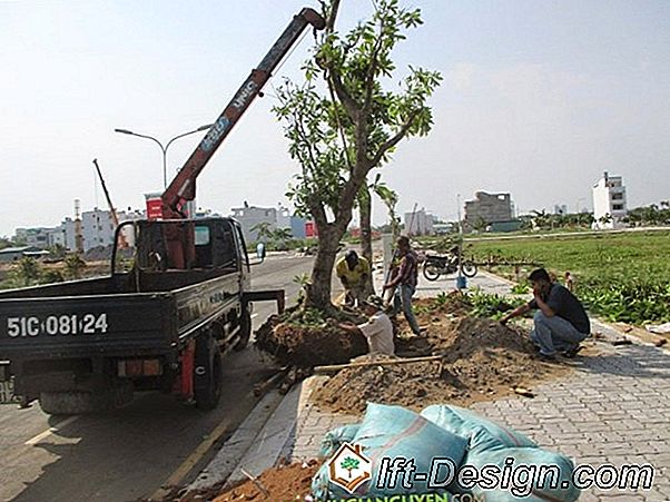 Loại bỏ một cây cồng kềnh trong vườn của mình