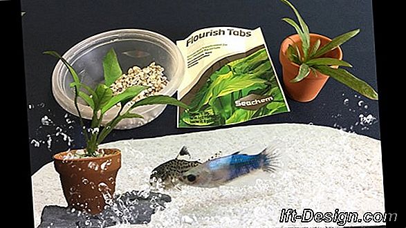 Betta Bowl, một hồ cá nhỏ, rất thiết kế