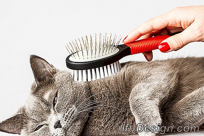 Kako izbjeći invaziju mačje dlake kod kuće?: dlake